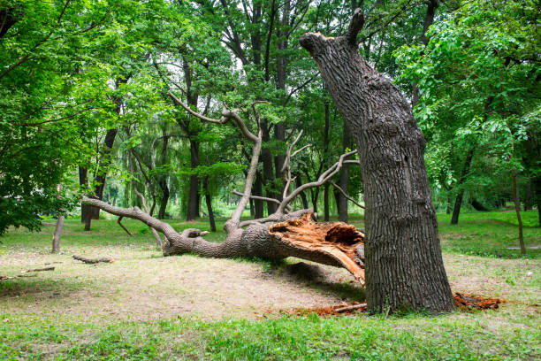 Best Emergency Tree Removal  in Wynnewood, OK